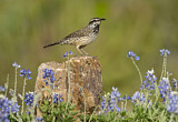 Image. Cactus Wren