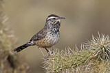 Image. Cactus Wren