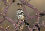 Image. Cactus Wren