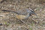 Image. Cactus Wren