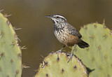 Image. Cactus Wren