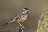 Image. Cactus Wren