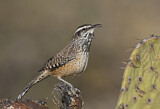 Image. Cactus Wren