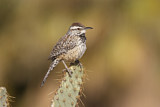 Image. Cactus Wren