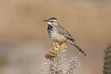Image. Cactus Wren