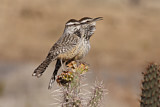 Image. Cactus Wren