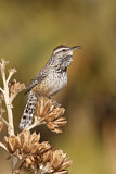Image. Cactus Wren