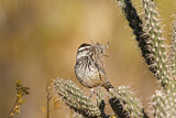 Image. Cactus Wren