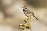 Image. Cactus Wren