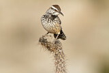 Image. Cactus Wren