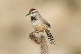 Image. Cactus Wren