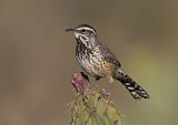Image. Cactus Wren