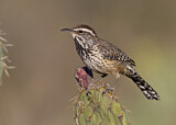 Image. Cactus Wren