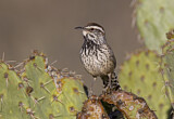 Image. Cactus Wren