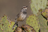 Image. Cactus Wren