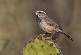 Image. Cactus Wren
