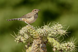 Image. Cactus Wren