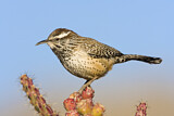 Image. Cactus Wren