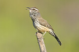 Image. Cactus Wren