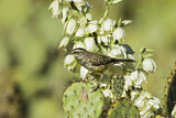 Image. Cactus Wren