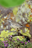 Image. Cactus Wren