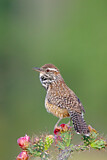 Image. Cactus Wren