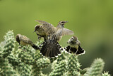 Image. Cactus Wren