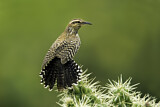 Image. Cactus Wren