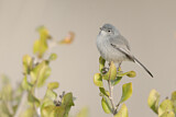Image. California Gnatcatcher