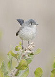 Image. California Gnatcatcher