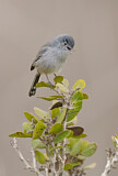 Image. California Gnatcatcher