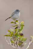 Image. California Gnatcatcher