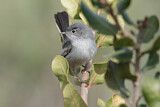 Image. California Gnatcatcher
