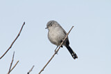 Image. California Gnatcatcher