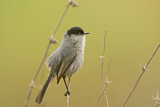 Image. California Gnatcatcher