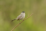 Image. California Gnatcatcher