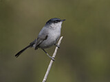 Image. California Gnatcatcher