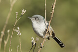 Image. California Gnatcatcher