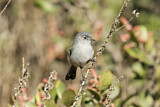 Image. California Gnatcatcher