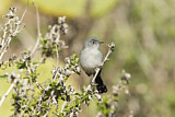 Image. California Gnatcatcher
