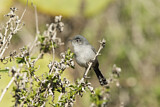 Image. California Gnatcatcher