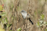 Image. California Gnatcatcher