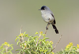 Image. California Gnatcatcher