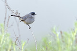 Image. California Gnatcatcher