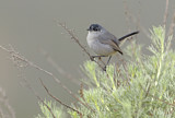 Image. California Gnatcatcher