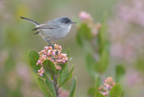 Image. California Gnatcatcher