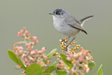 Image. California Gnatcatcher