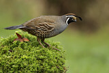Image. California Quail