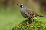 Image. California Quail