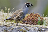 Image. California Quail